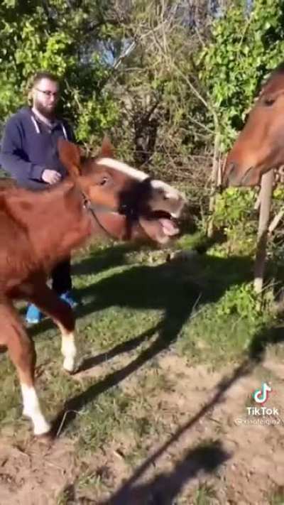 Hashahsahhasha