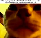 meow_irl