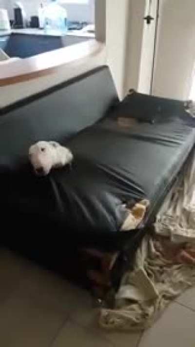 Literally caught in the act