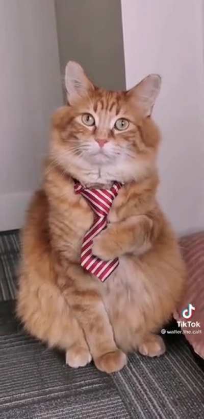 Do you like your new tie?