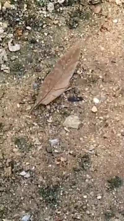 ? Butterfly disguised as a leaf.