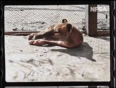 ? The NFSA has released colorized footage of the last known surviving Thylacine