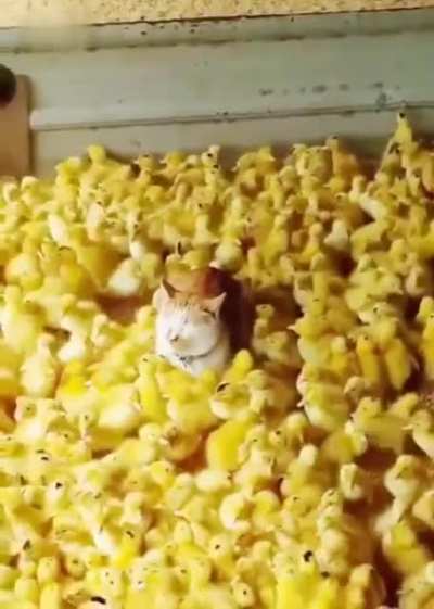 Cat babysitting chicks