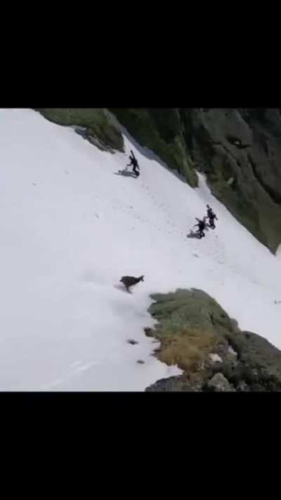 ? like a goat with no brakes on