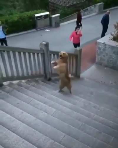 Super dog