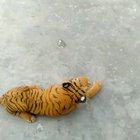 no animals were harmed(physically) while making this video