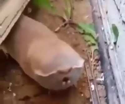 ? Spalax and nannospalax are genera of blind mole-rats found in eastern Europe and western Asia. They are completely blind, with their eyes being entirely covered by skin.