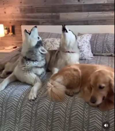 "Get huskies" they said, "It'll be fun" they said