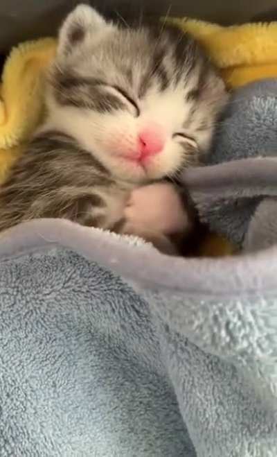 I think He needs a teddy soft toy to hug??[oc]