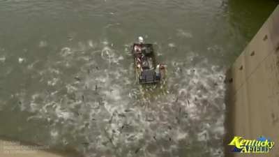 Electrofishing for invasive Asian Carp