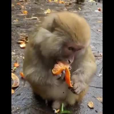 ? Monkey peel Tangerine and squeeze out the seeds from his mouth.
