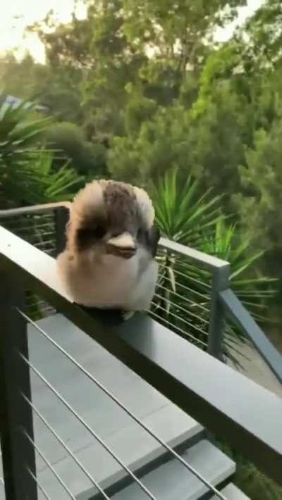 ?Adorable Baby Kookaburra practising its signature laugh..
