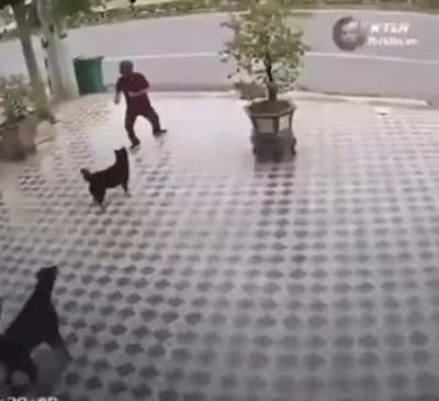 guy shows the cobra move to scare the dogs.