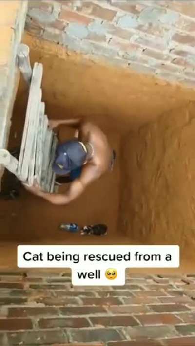 Poor Cat ?