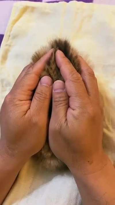 who is hiding here??