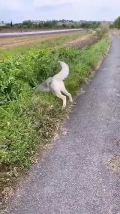 Just Husky things