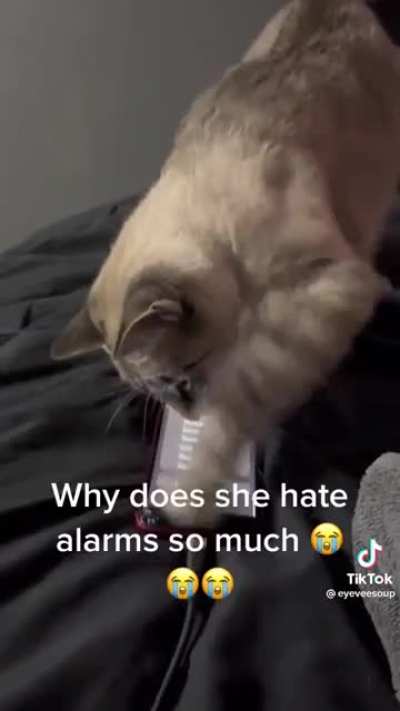 Kitty making sure I’m late for work (not my cat)