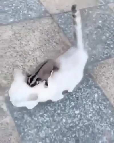 Chipmunk riding cat