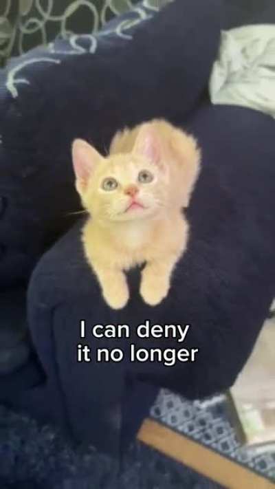 I am smol