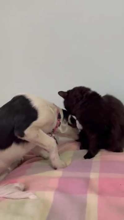 My grandmas 10 year old cat is in love with our 4 month old puppy. They’re so gentle with each other and I hope it brightens your day up ?
