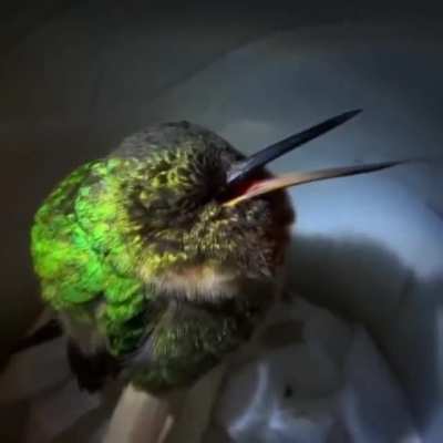 snoringBirb