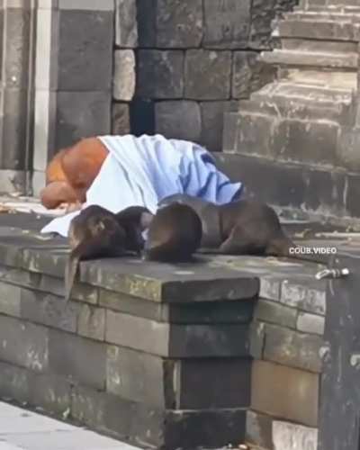 Homeless man attacked by otters