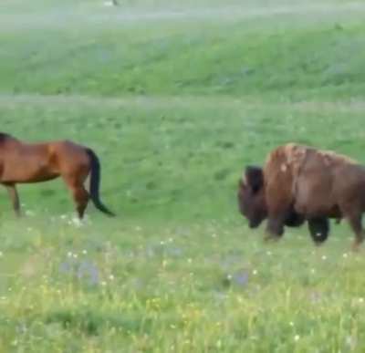 ? A herd of horses encountering a wayward buffalo ?