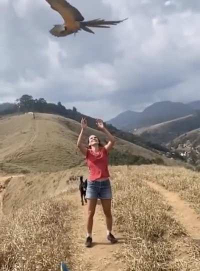 Throwing a parrot