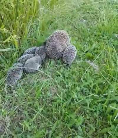 ? Mama hedgehog looking back to make sure her hoglets are keeping up