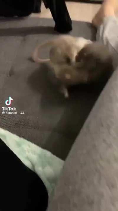 The rat fights are so funny