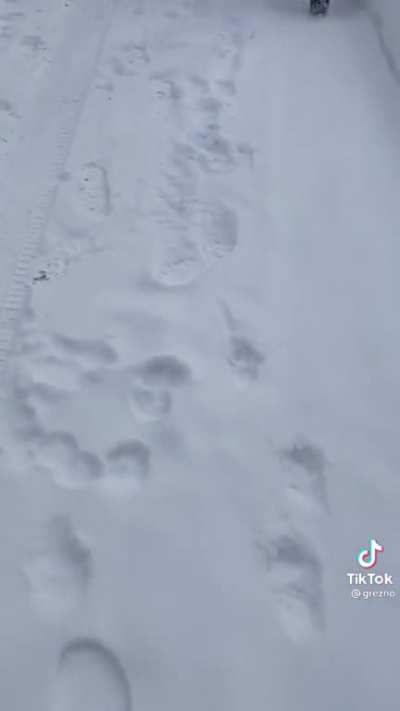 Releasing your overly friendly dog on an unsuspecting FedEx driver