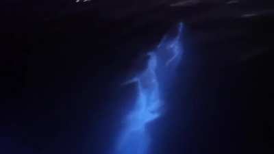 ? Dolphins swimming through bioluminescent algae