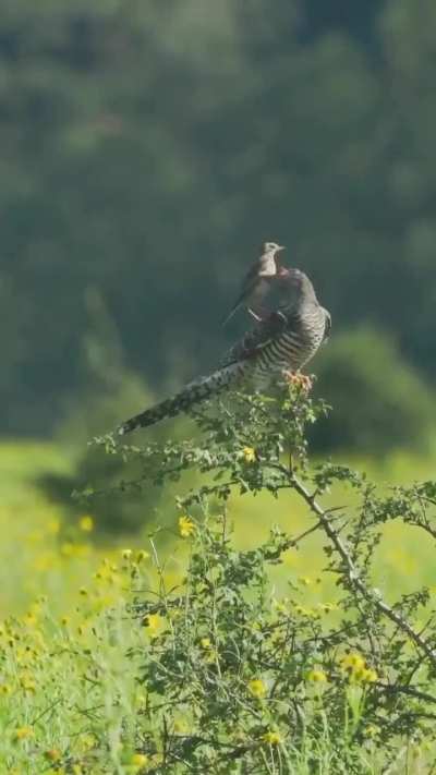 ? Weeks after fledging, cuckoo chick still bullies tiny Meadow Pipit for food