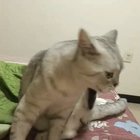Apparently this sound makes cats and dogs react
