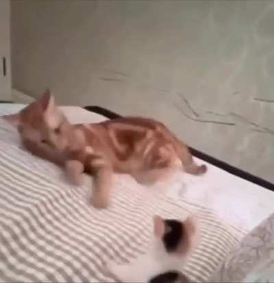 Cat vs Kitten