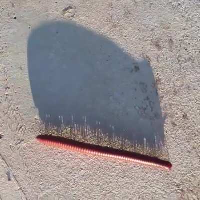 The shadow of a millipede walking