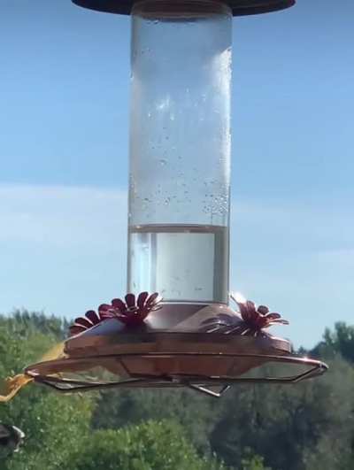 praying mantis hunting at bird feeder...