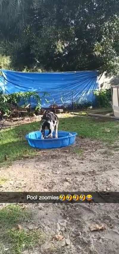 Great Dane pool zoomies?