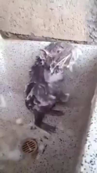 A Rat bathing with soap ??