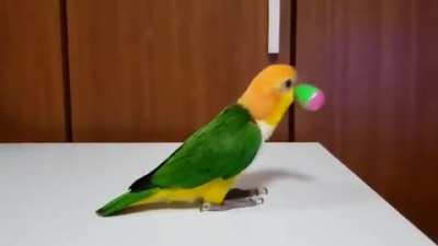Bird goes bananas