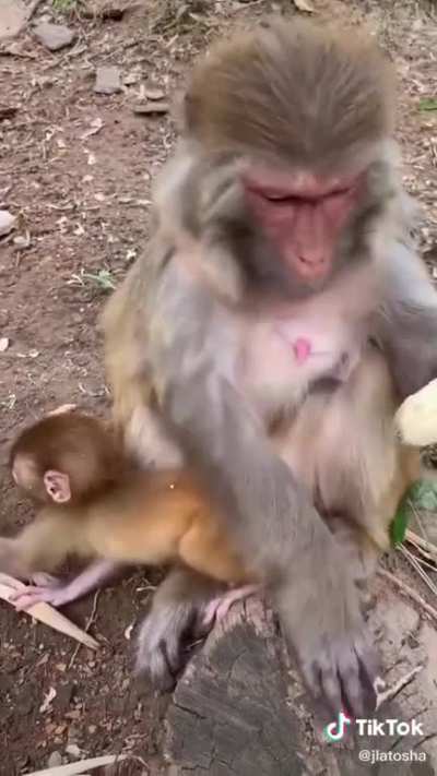 ? Monkey peeling a banana