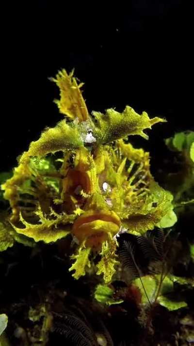 ?Yellow rhinopias or the weed Fish