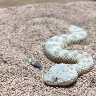 ? A Saharan sand snake burying itself in a hypnotic fashion ?