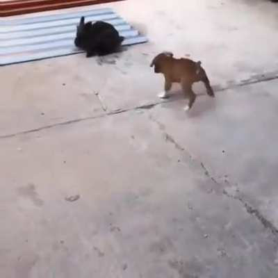 this puppy thinks he's a rabbit too .....