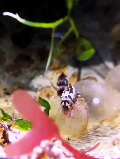 ? A baby squid that adapts to its environment by changing color as soon as it is born.