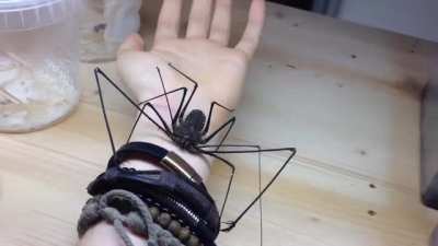 whip spider