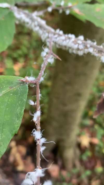 ? Woolly aphids vibing on a branch