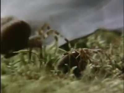 Effects of drugs on spiders.
