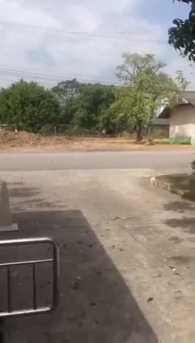 ? A jumping snake