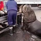 ? Wild seal waiting for food from local fisherman